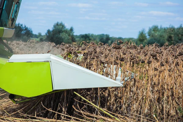 Combiner dans un champ par une journée ensoleillée à faucher du tournesol mûr et sec. Récolte d'automne . — Photo