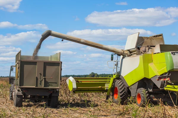 Combiner moissonneuse surcharge graines de tournesol dans une remorque tracteur sur le terrain, pendant la récolte d'automne . — Photo