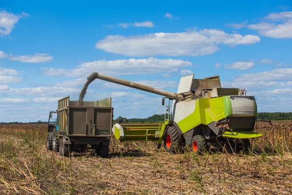 Combiner moissonneuse surcharge graines de tournesol dans une remorque tracteur sur le terrain, pendant la récolte d'automne . — Photo