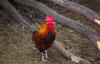 yakışıklı, genç kırmızı renk tüyler horoz bir grubu aviary kuşlar için de yürür