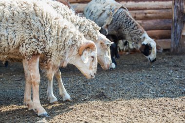 RAM ve koyun otlatma corral çiftlik çitin arkasında bir grup. Damızlık hayvanlar evde.
