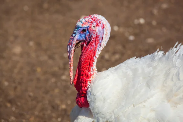 Witte kleur Turkije lopen dag op de boerderij. Close-up. Thanksgiving Day — Stockfoto