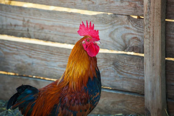 Beautiful, young, brown-black big cock standing near the wooden fence. Year of the rooster. Breeding animals at home. — Stock Photo, Image