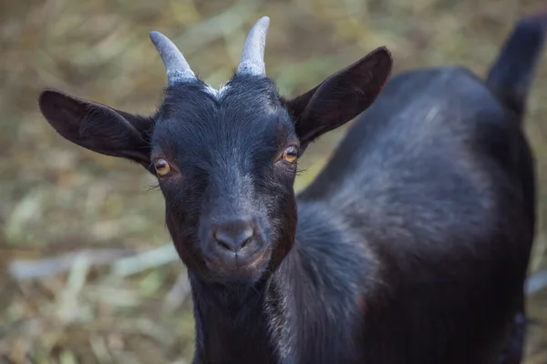 Cabras pretas, pequenas, lindas e com chifres entram num celeiro para gado. Close-up. Criação de animais em casa . — Fotografia de Stock