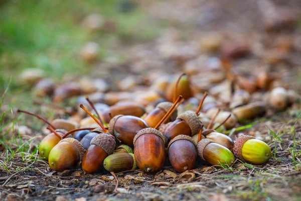 Des glands de différentes tailles et matures se trouvent sur le sol sous le chêne dans la forêt. Gros plan — Photo