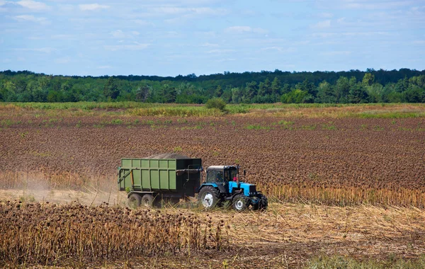 Gran tractor azul recorre el campo con un remolque cargado de semillas de girasol. Cosecha de otoño . — Foto de Stock
