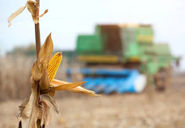 Száraz Kukoricacsutka Közelkép Egy Nagy Kombájn Termeli Kukoricát Mezőn Egy — Stock Fotó