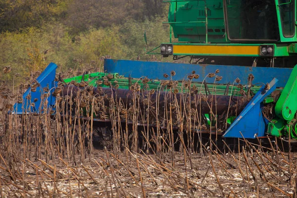 Grande Vendangeuse Verte Dans Champ Par Une Journée Ensoleillée Fauchant — Photo