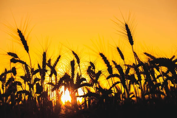 Espiguillas Maduras Secas Color Oro Trigo Cerca Campo Sobre Una — Foto de Stock