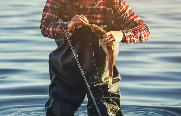 Pescador Camisa Roja Sostiene Pez Zander Atrapado Anzuelo Estanque Agua — Foto de Stock