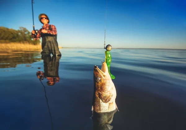 Pescador Con Camisa Roja Atrapó Lucioperca Estanque Agua Dulce — Foto de Stock