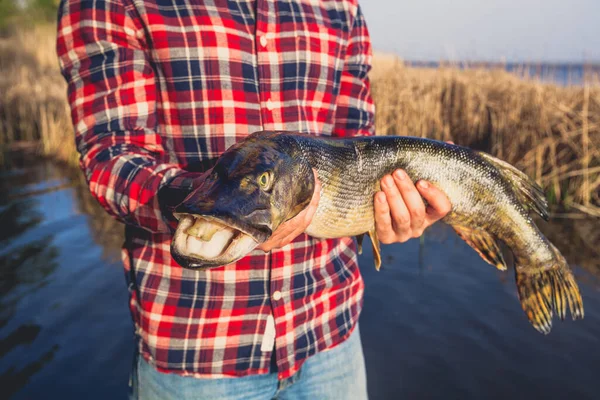 Pescador Camisa Roja Sostiene Lucio Pescado Atrapado Anzuelo Estanque Agua — Foto de Stock