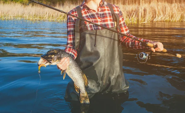 Pescador Con Camisa Roja Atrapó Lucioperca Estanque Agua Dulce — Foto de Stock