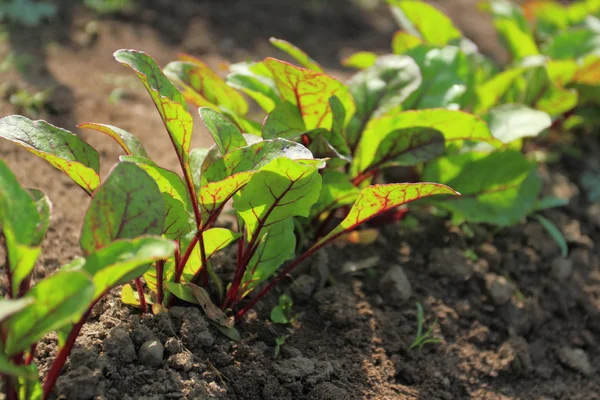 Jeunes betteraves poussant sur le chemin du jardin — Photo