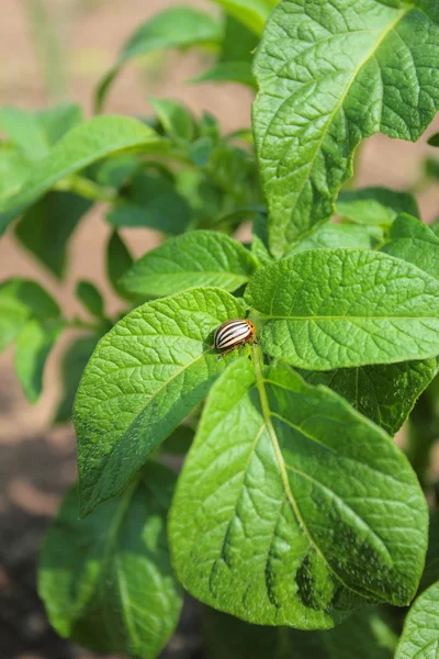 Plaga de patata en las hojas verdes —  Fotos de Stock