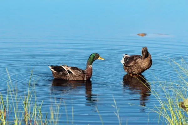 Dois patos selvagens — Fotografia de Stock