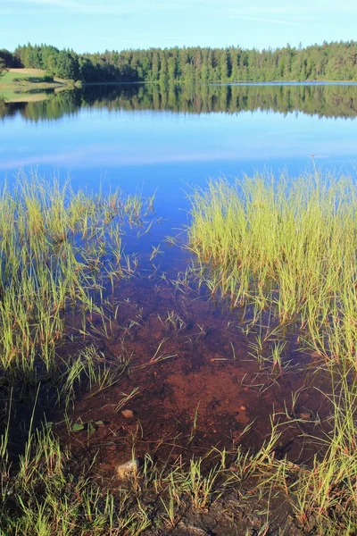 Lago na floresta com água castanha — Fotografia de Stock