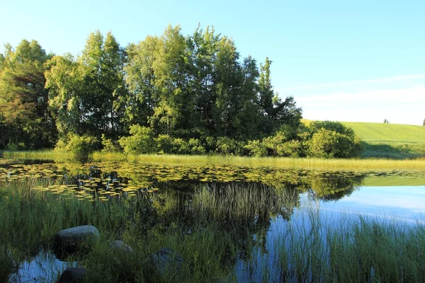 Gölet bitki su yüzeyi ile — Stok fotoğraf