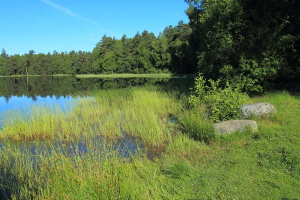 Lac dans la forêt — Photo