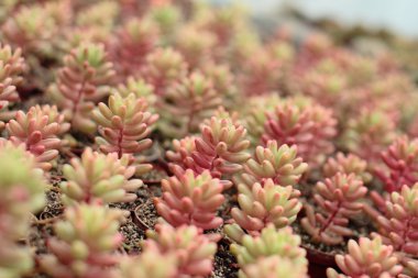 Toprakta büyüyen etli bitki