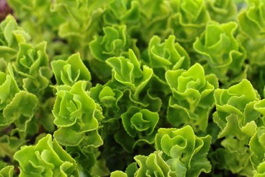 Toprakta büyüyen etli bitki