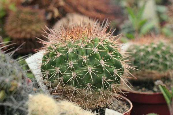 Cactus del desierto. Planta del desierto — Foto de Stock