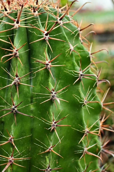 Cacto com espinhos — Fotografia de Stock