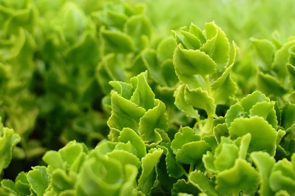 Planta suculenta creciendo en el suelo — Foto de Stock