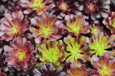 Toprakta büyüyen etli bitki