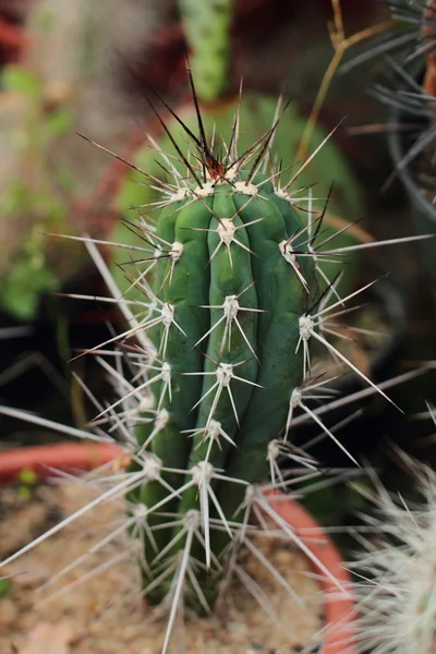 Cactus con espinas — Foto de Stock
