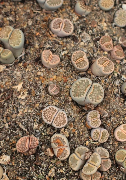 Τα φυτά της ερήμου. Lithops — Φωτογραφία Αρχείου