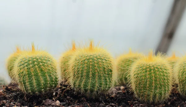 Cactus. Plants growing in soil
