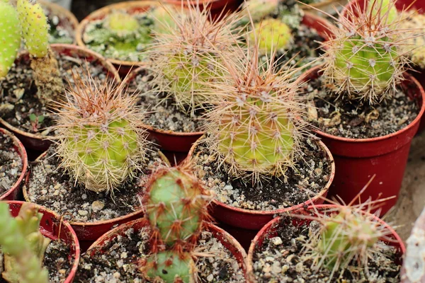 Cactus con espinas — Foto de Stock