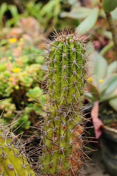 Cactus on desert — Stock Photo, Image