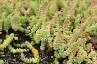 Etli bitkiler. Bitki yetiştirme