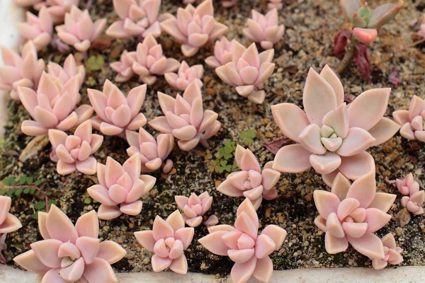 Planta suculenta creciendo en el suelo —  Fotos de Stock