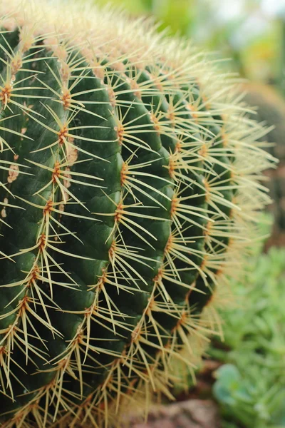 Cactus con espinas — Foto de Stock