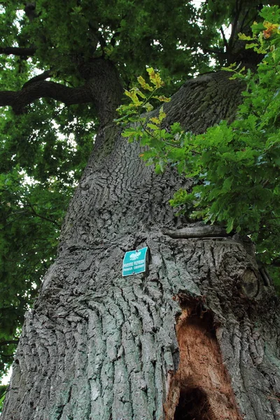 Природній Пам Ятник Старому Дубовому Дереві Польща — стокове фото
