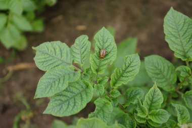 Colorado patates böceği patates yaprağı yiyor..