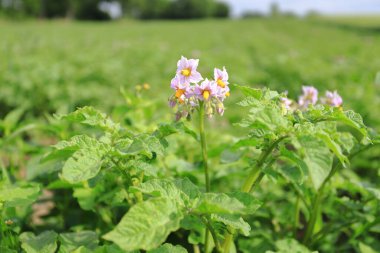 Çiçekli patates. Bahçede çiçek açan organik sebze çiçeklerini kapatın. Patates yetiştirmek ve yetiştirmek..