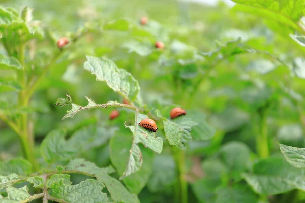 Colorado Aardappelkever Rode Larve Kruipen Eten Aardappelbladeren — Stockfoto