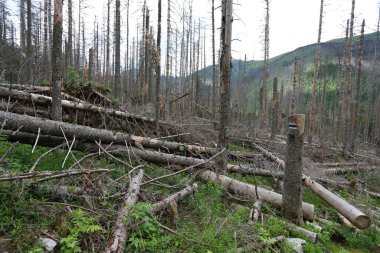 Tatra Ulusal Parkı 'ndaki ölü ladin ağaçları Avrupa ladin böceği tarafından enfekte edilmiştir.