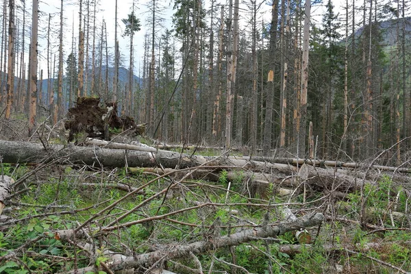 Mrtvé Smrky Jsou Infikovány Smrkovým Broukem Národním Parku Tatra — Stock fotografie