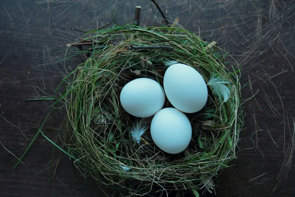 Гнездо с яйцами — стоковое фото