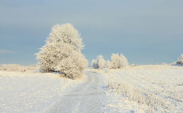 Solig vinter — Stockfoto