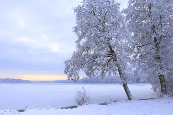 Träd i frost — Stockfoto