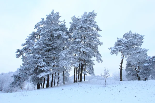 Inverno — Fotografia de Stock