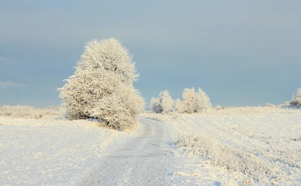 Sunny winter Royalty Free Stock Images