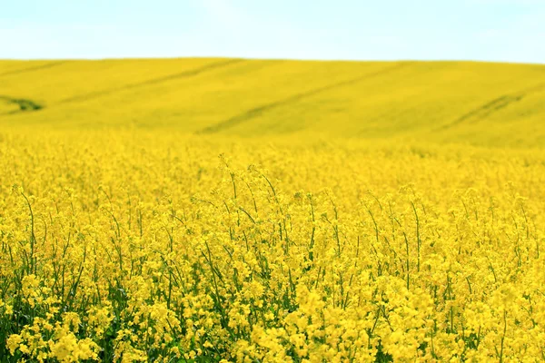 Bloeiende verkrachting veld — Stockfoto