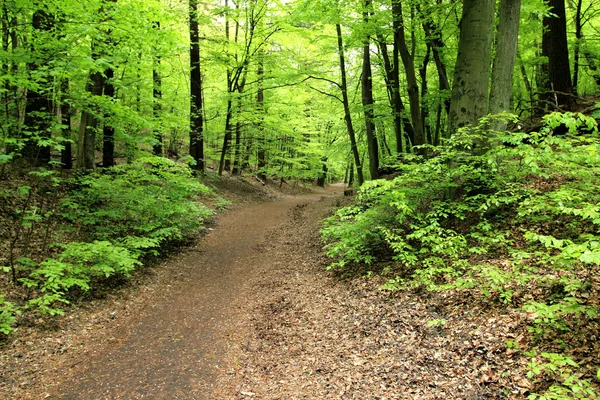 Caminho florestal — Fotografia de Stock